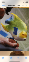 Load image into Gallery viewer, Queen Angelfish-Video Seminar