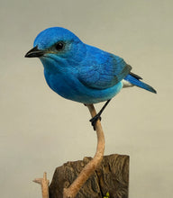 Load image into Gallery viewer, Mountain Bluebird (detailed)