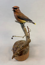 Load image into Gallery viewer, Cedar Waxwing (detailed)