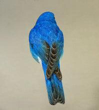 Load image into Gallery viewer, Mountain Bluebird-Video Seminar