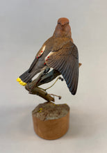 Load image into Gallery viewer, Cedar Waxwing (detailed)