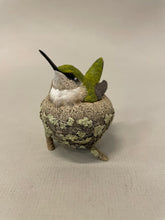 Load image into Gallery viewer, Ruby-throated hummingbird nesting-Video Seminar