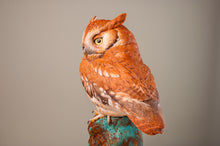 Load image into Gallery viewer, Sreech Owl-video seminar