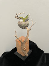 Load image into Gallery viewer, Ruby-throated hummingbird nesting-Video Seminar