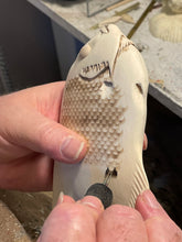 Load image into Gallery viewer, Queen Angelfish-Video Seminar