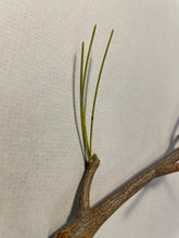 Load image into Gallery viewer, Saw-whet Owl-Combo Pack(9 products included)