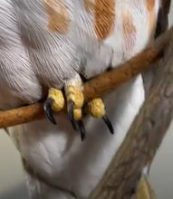 Load image into Gallery viewer, Saw-whet Owl (feet)-video seminar