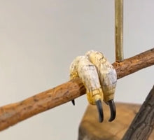 Load image into Gallery viewer, Saw-whet Owl (feet)-video seminar