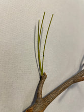 Load image into Gallery viewer, Making a Pine Branch (habitat series)-video seminar