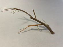 Load image into Gallery viewer, Making a Pine Branch (habitat series)-video seminar