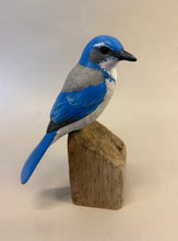 Load image into Gallery viewer, California Scrub Jay
