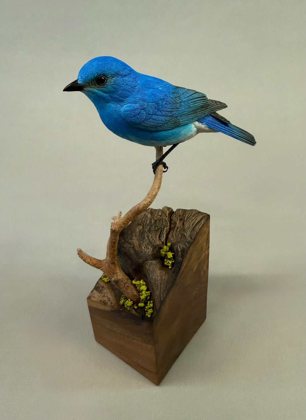Mountain Bluebird (detailed)