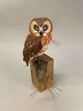 Load image into Gallery viewer, Saw-whet Owl-video seminar