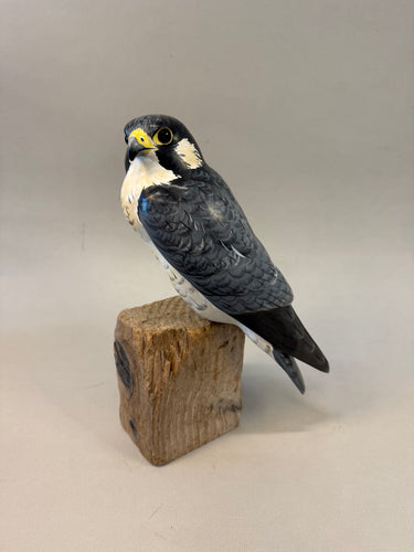 Peregrine Falcon