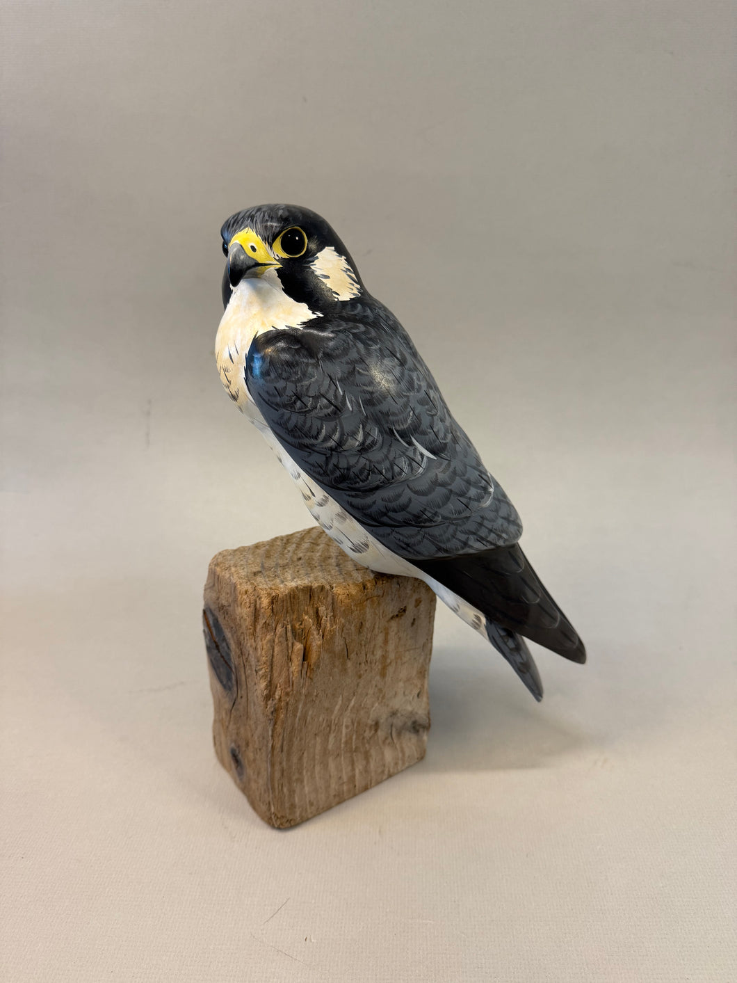 Peregrine Falcon