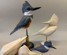 Load image into Gallery viewer, Belted Kingfisher-video seminar
