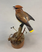Load image into Gallery viewer, Cedar Waxwing (detailed)