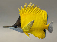 Load image into Gallery viewer, Longnose Butterflyfish-Video Seminar