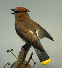 Load image into Gallery viewer, Cedar Waxwing (detailed)