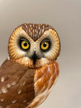 Load image into Gallery viewer, Saw-whet Owl-video seminar