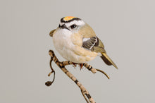 Load image into Gallery viewer, Golden-crowned kinglet (detailed)