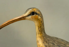 Load image into Gallery viewer, Long-billed curlew