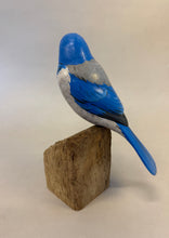 Load image into Gallery viewer, California Scrub Jay