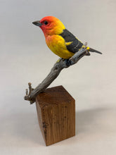 Load image into Gallery viewer, Western Tanager (detailed)