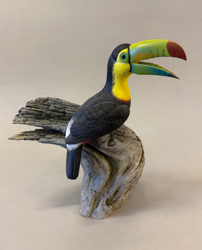 Keel-billed Toucan