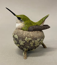 Load image into Gallery viewer, Ruby-throated hummingbird nesting-Video Seminar