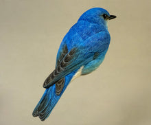 Load image into Gallery viewer, Mountain Bluebird-Video Seminar