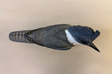 Load image into Gallery viewer, Belted Kingfisher-video seminar