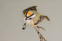 Load image into Gallery viewer, Golden-crowned kinglet (detailed)