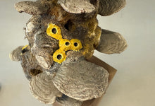 Load image into Gallery viewer, Making Caribbean Coral-video seminar