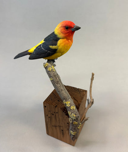Western Tanager (detailed)