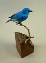 Load image into Gallery viewer, Mountain Bluebird (detailed)