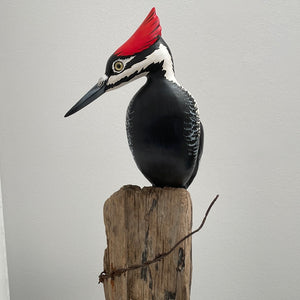 Pileated Woodpecker