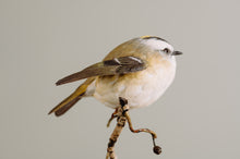 Load image into Gallery viewer, Golden-crowned kinglet (detailed)