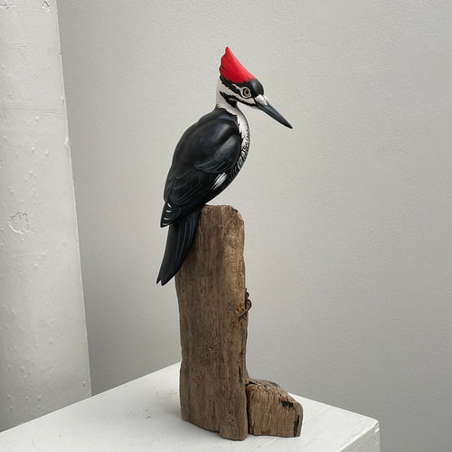 Pileated Woodpecker