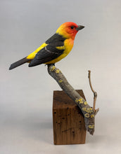 Load image into Gallery viewer, Western Tanager (detailed)