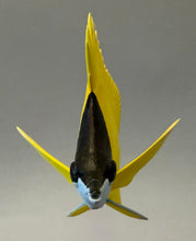 Load image into Gallery viewer, Longnose Butterflyfish-Video Seminar