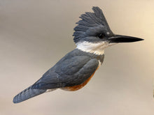 Load image into Gallery viewer, Belted Kingfisher-video seminar
