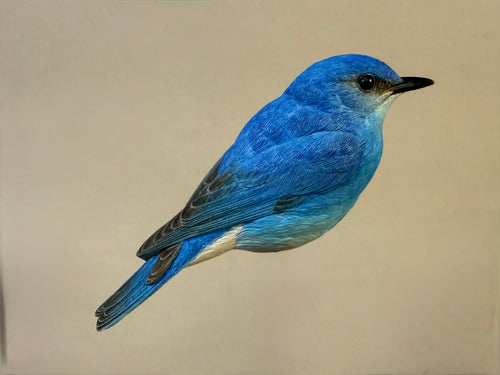 Mountain Bluebird-Video Seminar