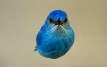 Load image into Gallery viewer, Mountain Bluebird-Video Seminar