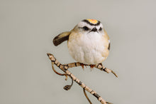 Load image into Gallery viewer, Golden-crowned kinglet (detailed)