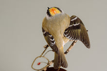 Load image into Gallery viewer, Golden-crowned kinglet (detailed)