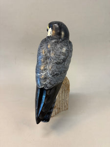 Peregrine Falcon
