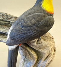 Load image into Gallery viewer, Keel-billed Toucan
