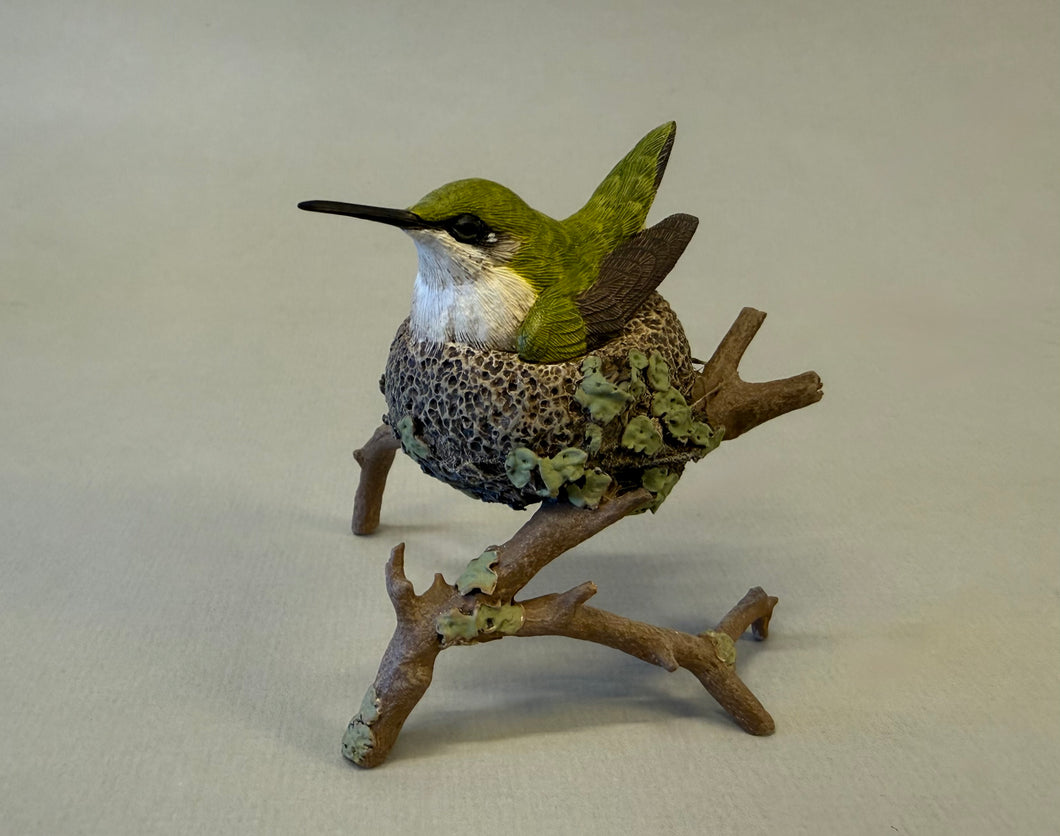 Ruby-throated hummingbird nesting (detailed)