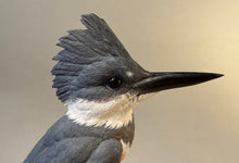 Load image into Gallery viewer, Belted Kingfisher-video seminar